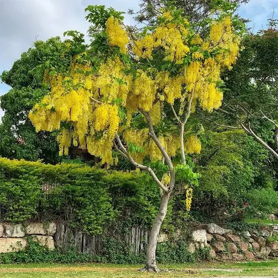 Golden Shower iPlants