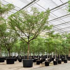 Busida Tree (Bucida Shady Lady) iPlants