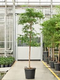 Busida Tree (Bucida Shady Lady) iPlants