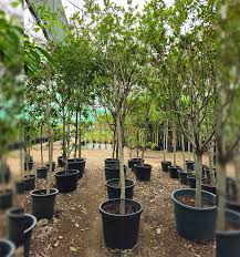 Chickoo Tree iPlants
