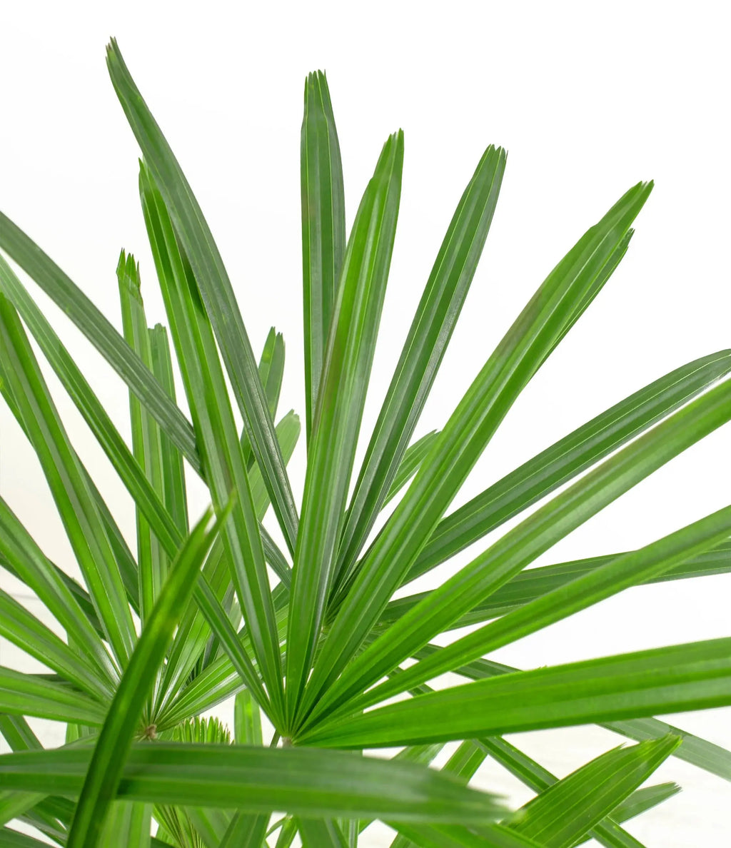 Lady palm (raphis) iPlants