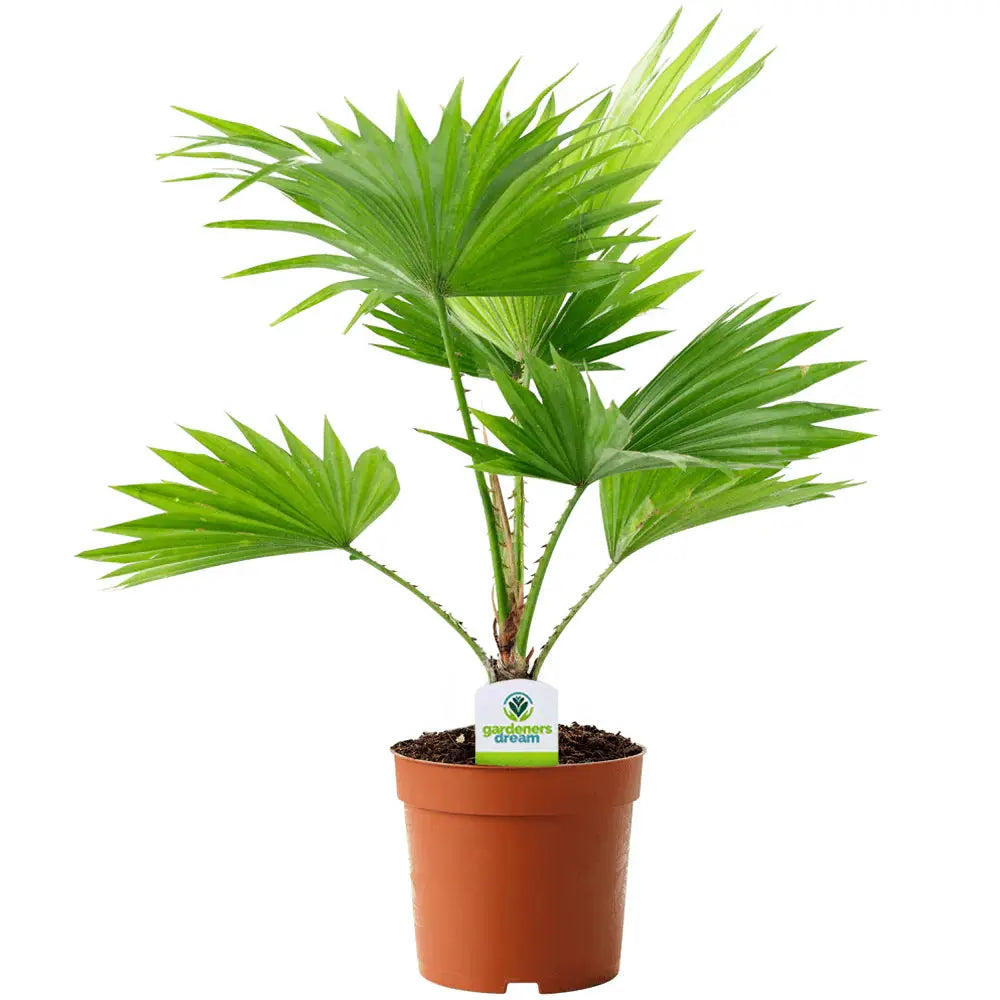Livistona palm iPlants