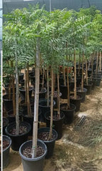 Neem Tree iPlants