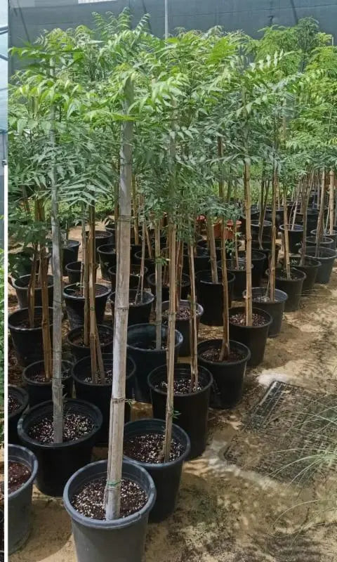 Neem Tree iPlants