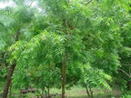 Neem Tree iPlants