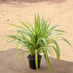 Pandanus Variegated iPlants