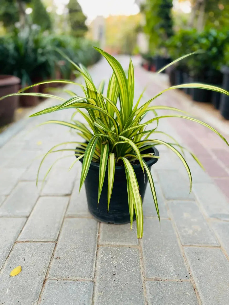 Pandanus Variegated iPlants
