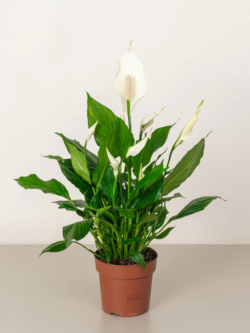 Peace Lily-A beautiful, easy-to-care-for houseplant with white flowers and glossy, dark green leaves.