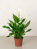 Peace Lily-A beautiful, easy-to-care-for houseplant with white flowers and glossy, dark green leaves.