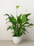 Peace Lily-A beautiful, easy-to-care-for houseplant with white flowers and glossy, dark green leaves.
