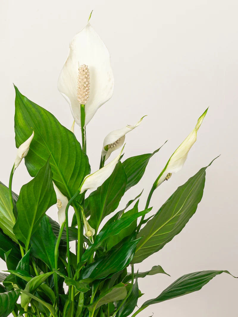 Peace Lily-A beautiful, easy-to-care-for houseplant with white flowers and glossy, dark green leaves.