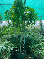 Pongame Oil tree iPlants