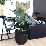 Rubber Plant In Black Ceramic Pot (Holland) 80 - 100cm