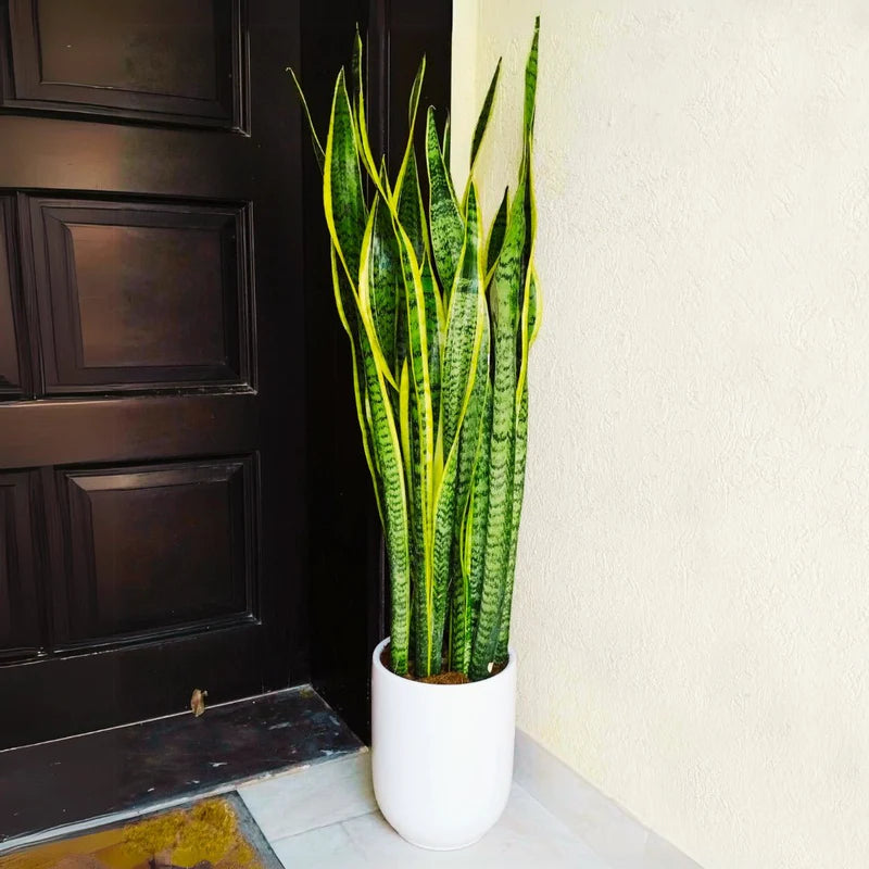 Sansevieria Trifasciata 'Laurentii' or Snake Plant