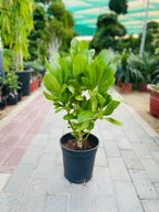 Scaevola plant iPlants