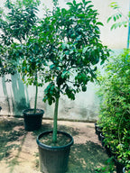 Spanish Lemon Tree (Citrus lemon) iPlants