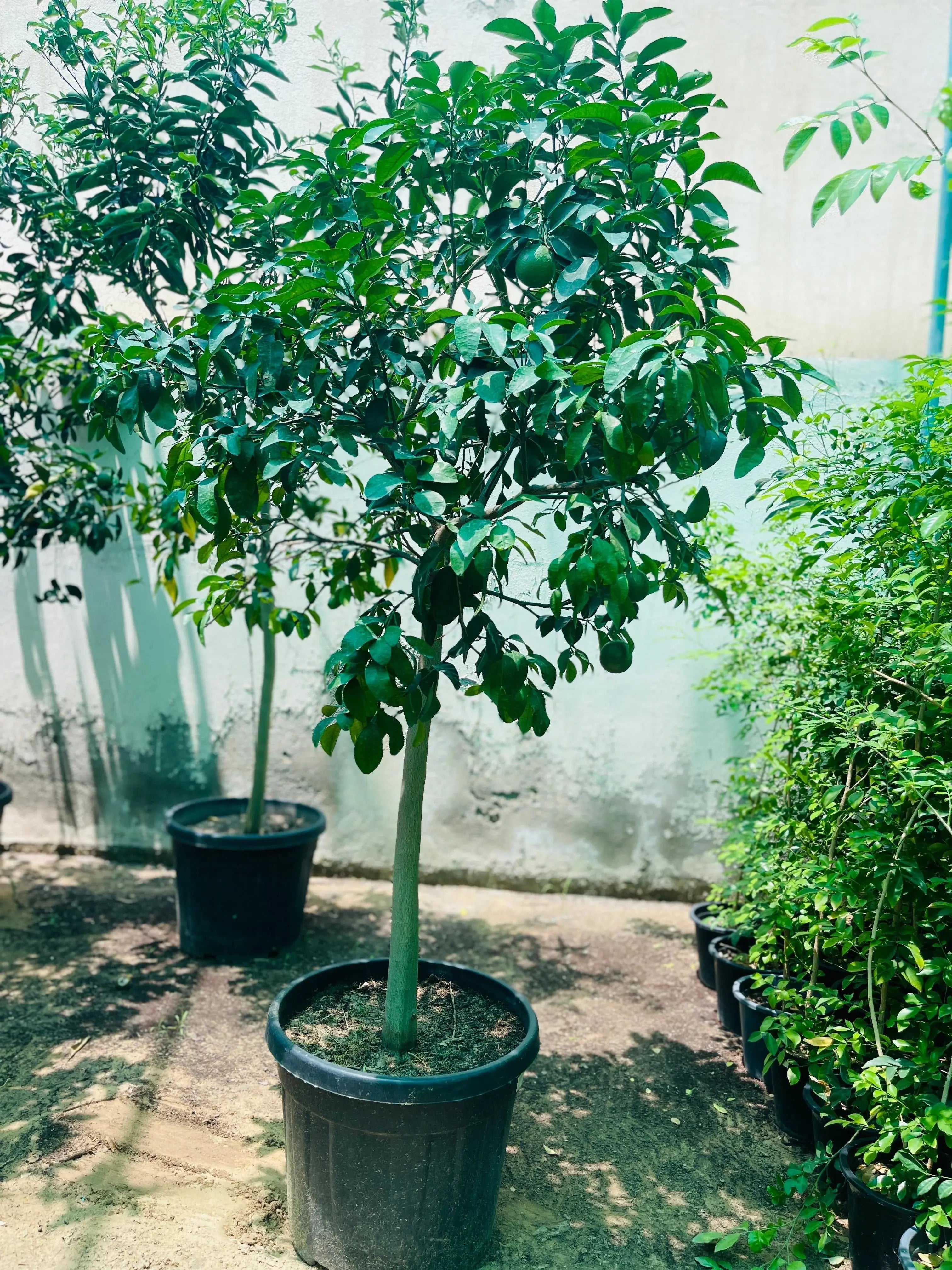 Spanish Lemon Tree (Citrus lemon) iPlants