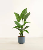 Bird of Paradise (Strelitzia) iPlants