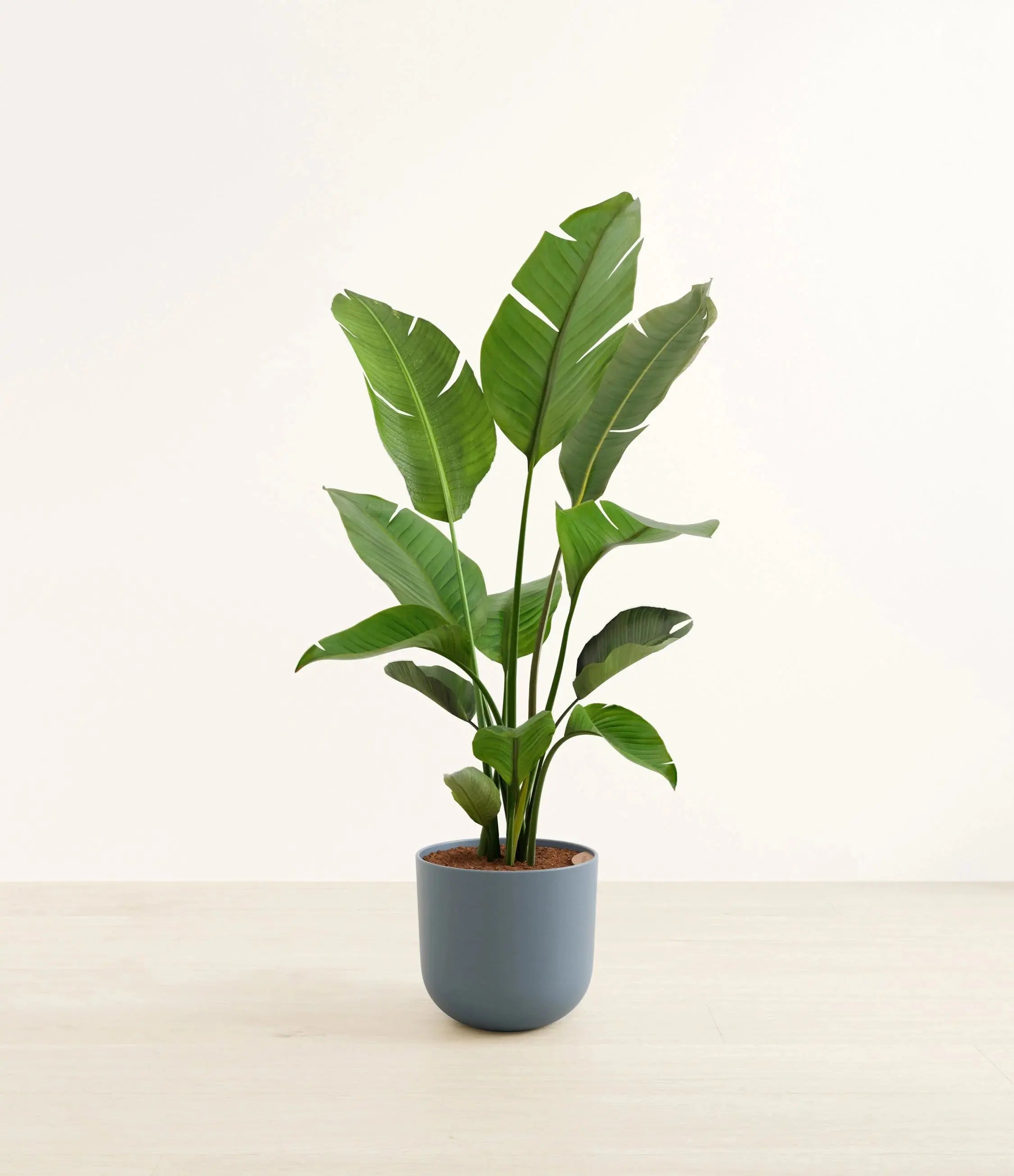 Bird of Paradise (Strelitzia) iPlants