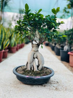 Ficus Table Bonsai iPlants
