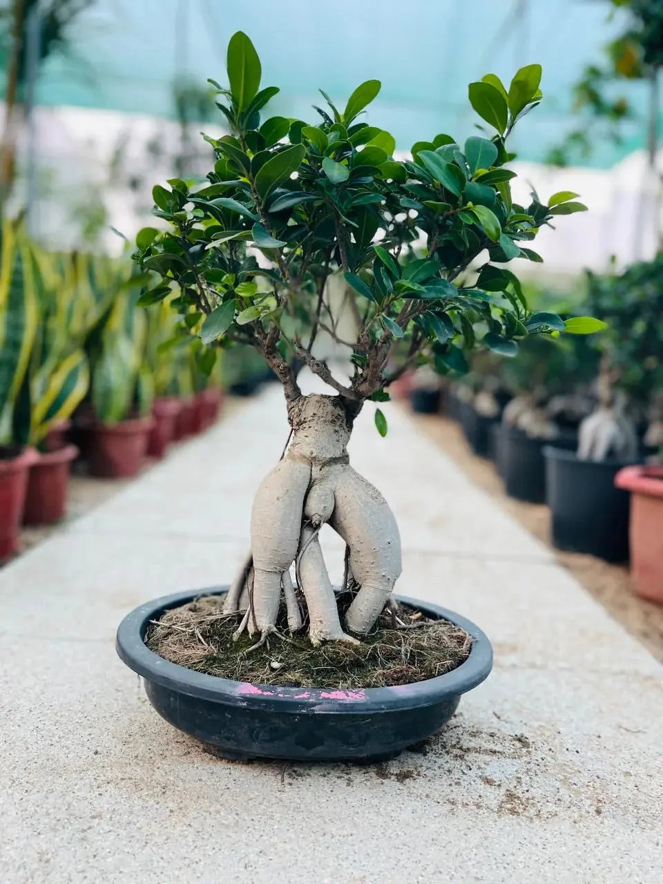 Ficus Table Bonsai iPlants