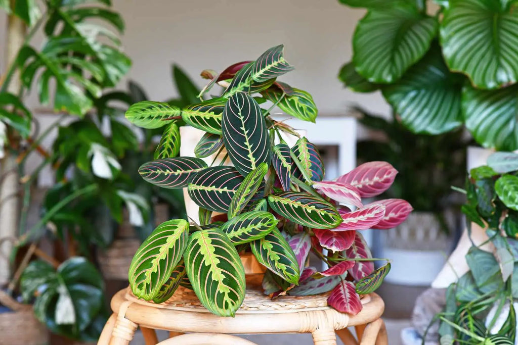 Prayer Plant iPlants